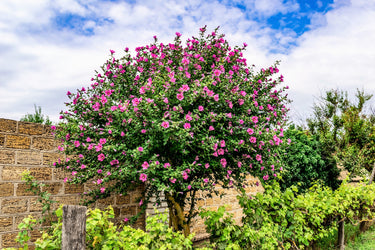 1000 BULK Mixed Colors ROSE Of SHARON HIBISCUS Syriacus Flower Tree Shrub Seeds